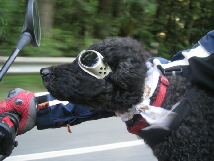Como llevar a mi perro en moto