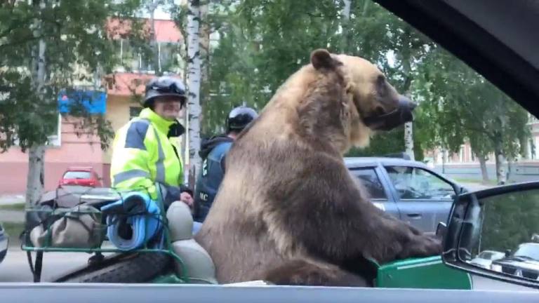 VÍDEO | Un oso en una moto en Rusia