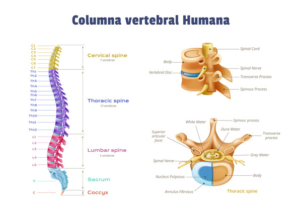 Partes de la columna vertebral humana